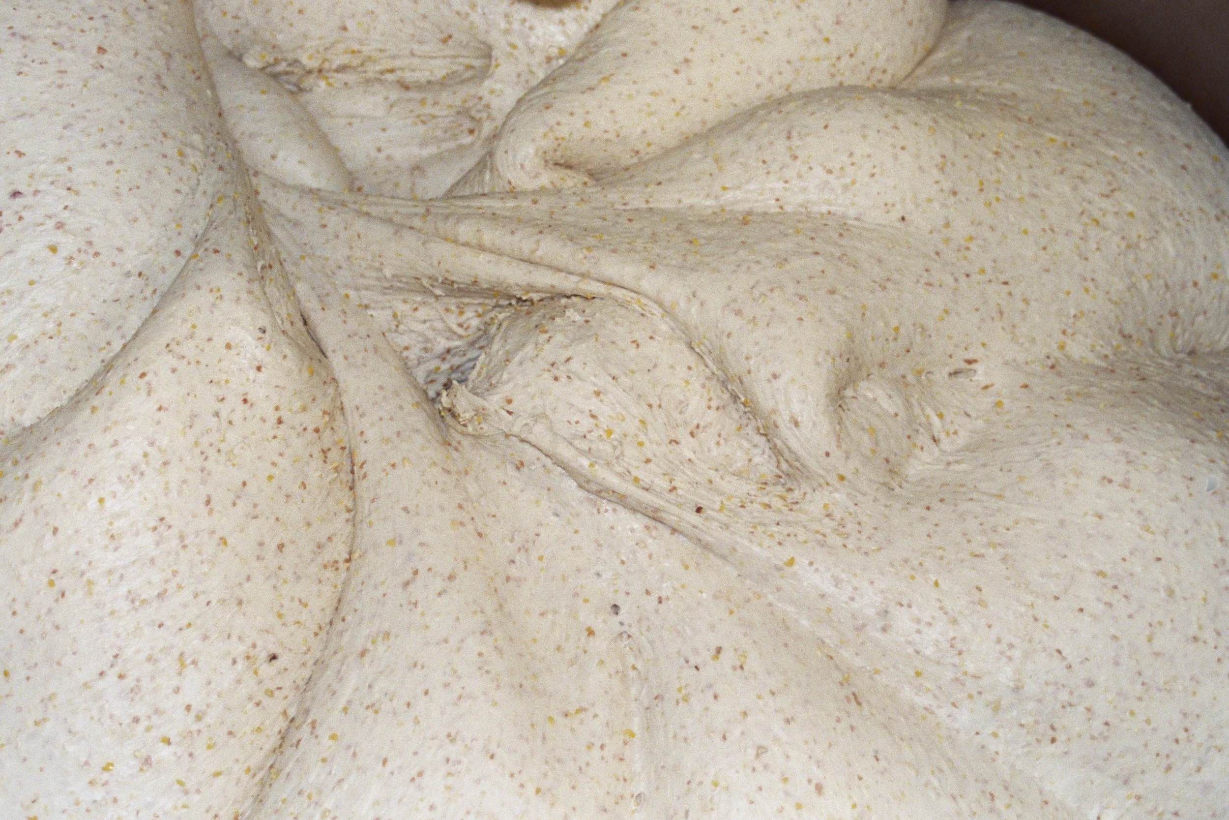 Close-up of risen dough