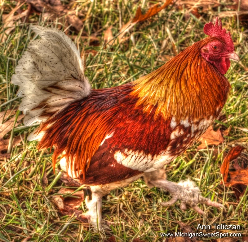 A rooster walking through the grass